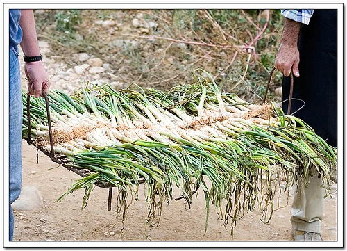 Calçots por *OKsana* Calçots por *OKsana*