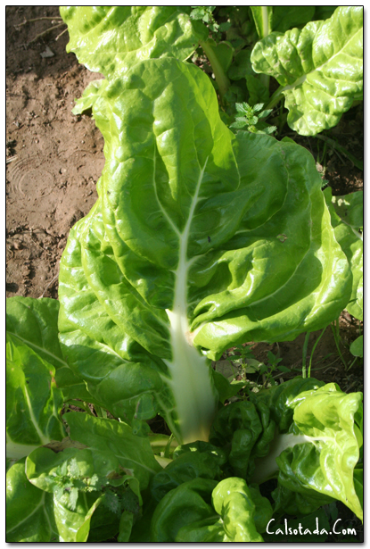 hoja acelga