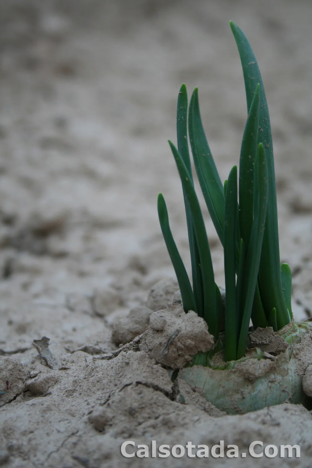 El calçot, de cerca