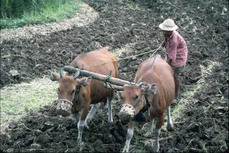 Momentos de Otoño. Arando con el tractor