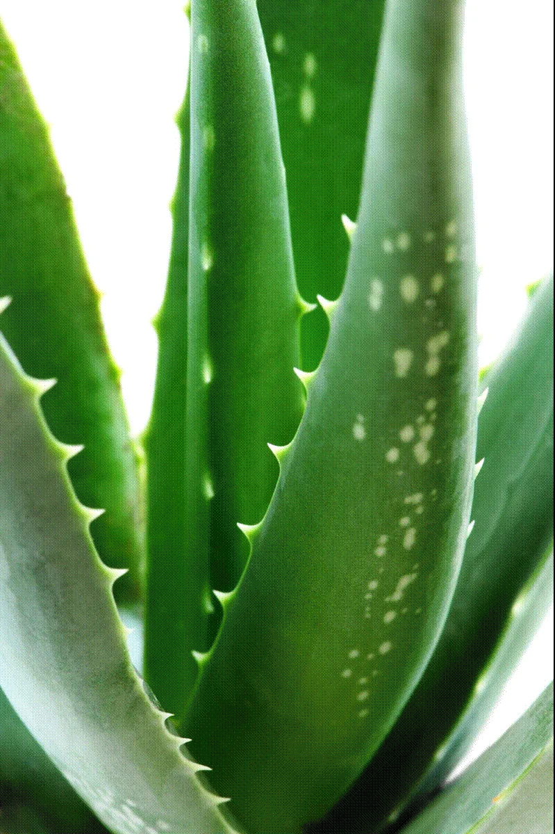 Comprar Aloe Vera en Can Pepitu.