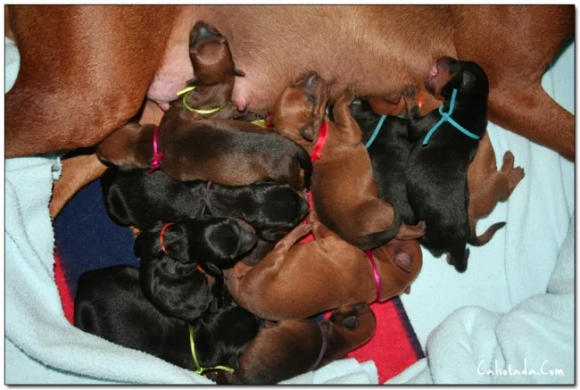Ampliamos la Familia en Can Pepitu.