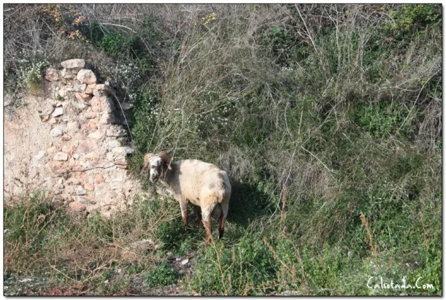 Un Cabrón en Can Pepitu.