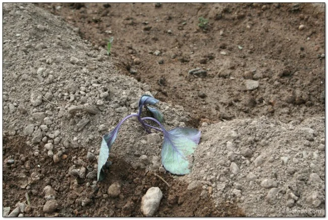 Que hortalizas plantar en Septiembre?